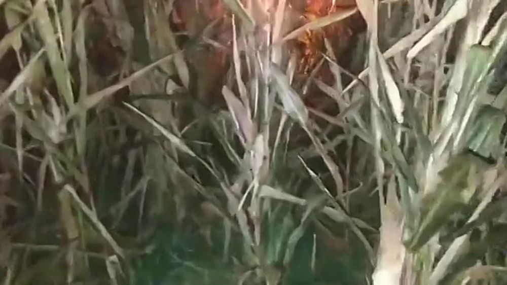 ����� � ����� �������� ����������� ���-29 ��� ������� � ��������� �������
