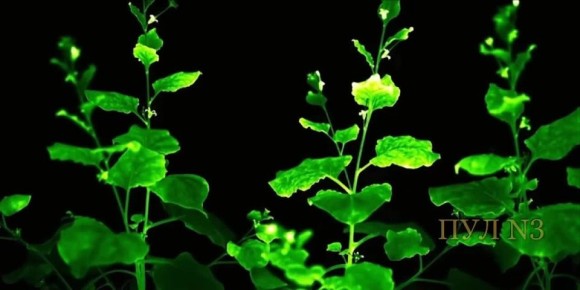 ���������� ������ ������� ������ � ���� ���������� �������� � ������ ������: