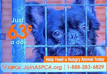 ������ ���� ���������� ������������ � ������������ �������������� ������������� �������� ASPCA � (������������� �������� �� �������������� ��������� ��������� � ���������, ���������� ���������� �������������� �����������